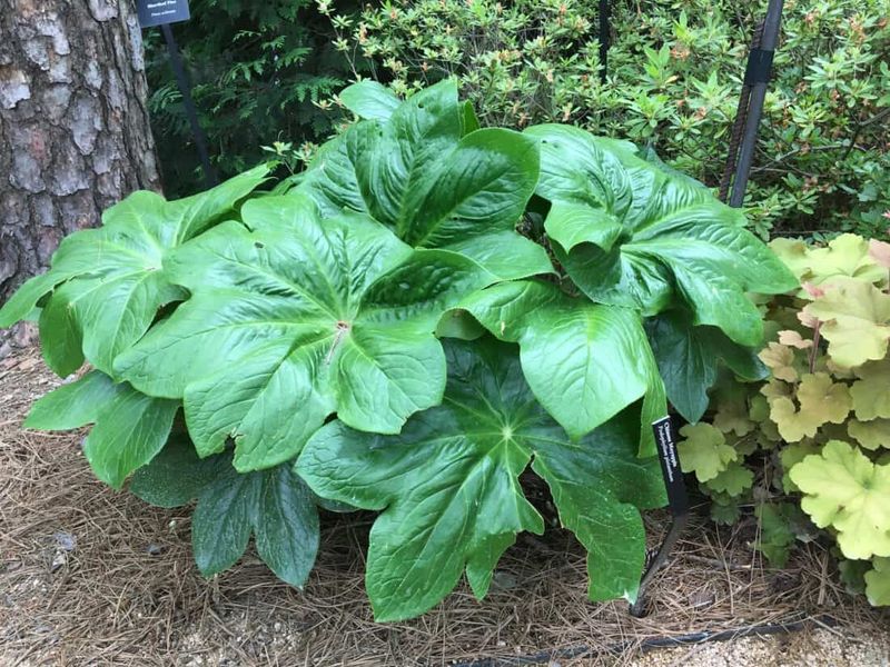 Mayapple (Podophyllum peltatum)
