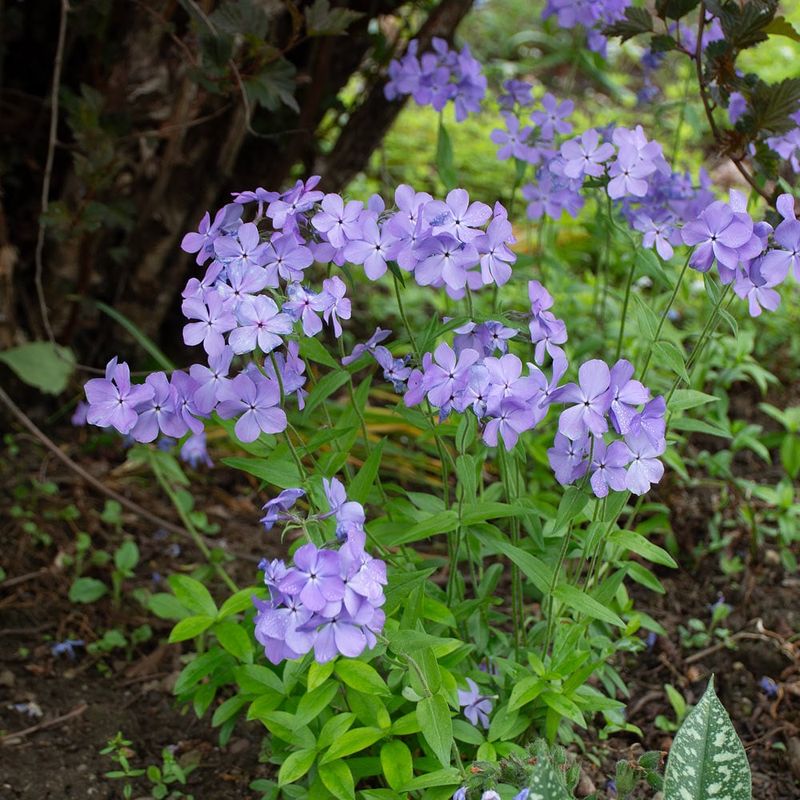 Wild Blue Phlox Fills The Spring Gap With Reliable Color