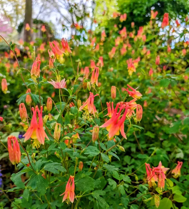 Columbine