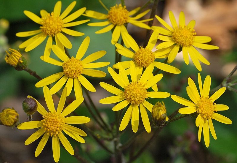 Golden Ragwort Spreads Easily In Damp Garden Areas
