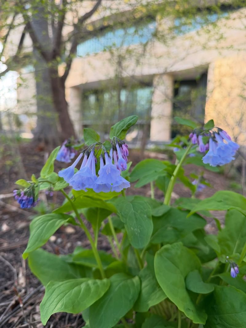 Virginia Bluebells Shine Before Trees Leaf Out