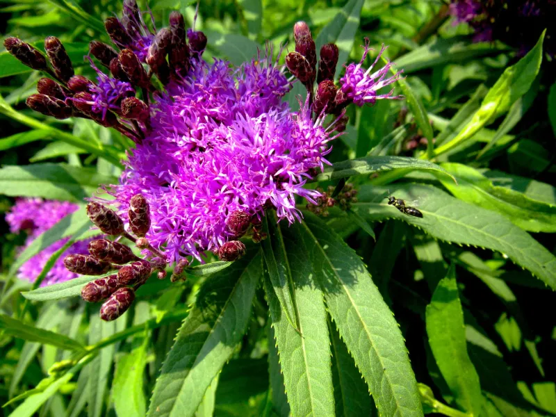 Culver's Root (Veronicastrum virginicum)