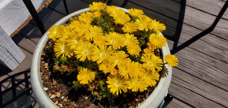 Yellow Ice Plant Creating Thick, Sun-Loving Mats