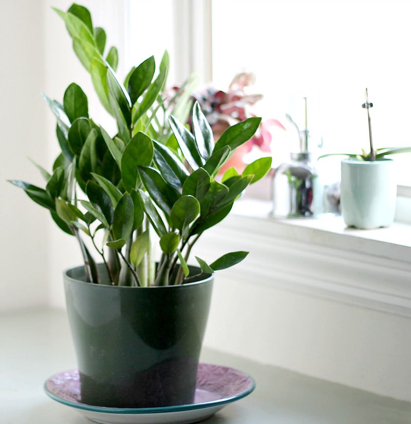 ZZ Plant Glossy Leaves That Stay Sharp In Light
