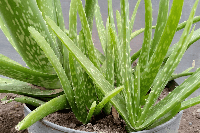 Aloe Vera Produces New Roots Quickly In Dry Soil