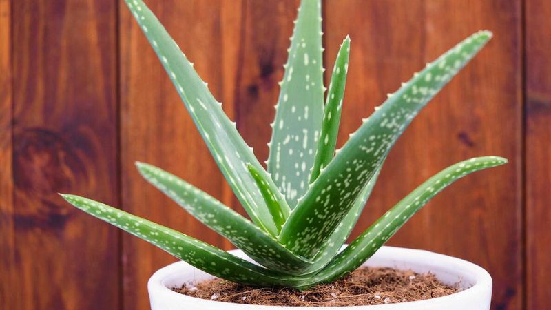 Aloe With Easy Care And Useful Leaves