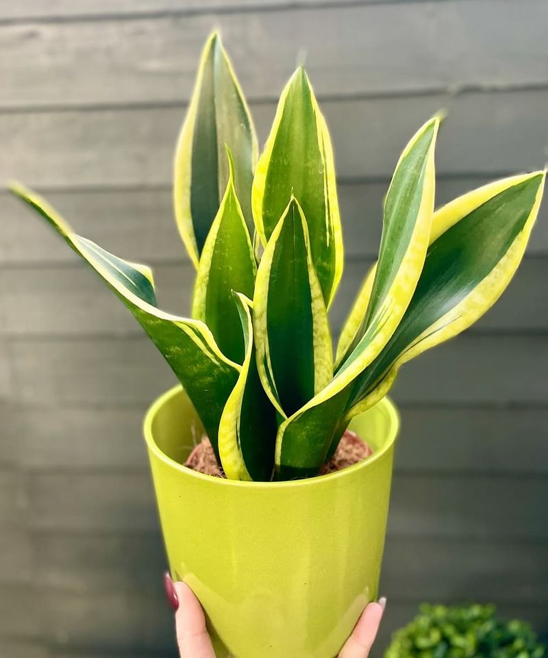 Snake Plant