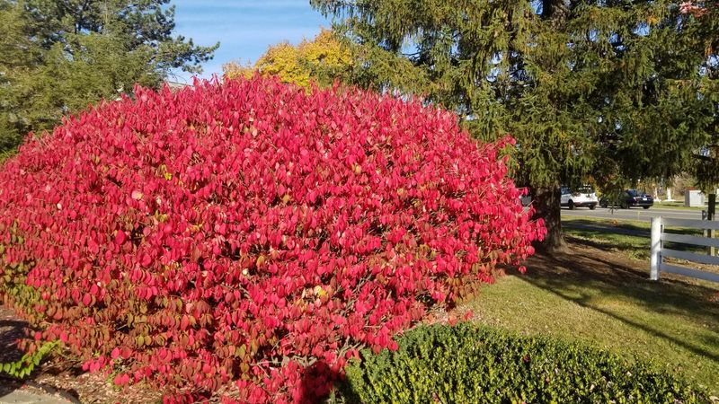 Burning Bush