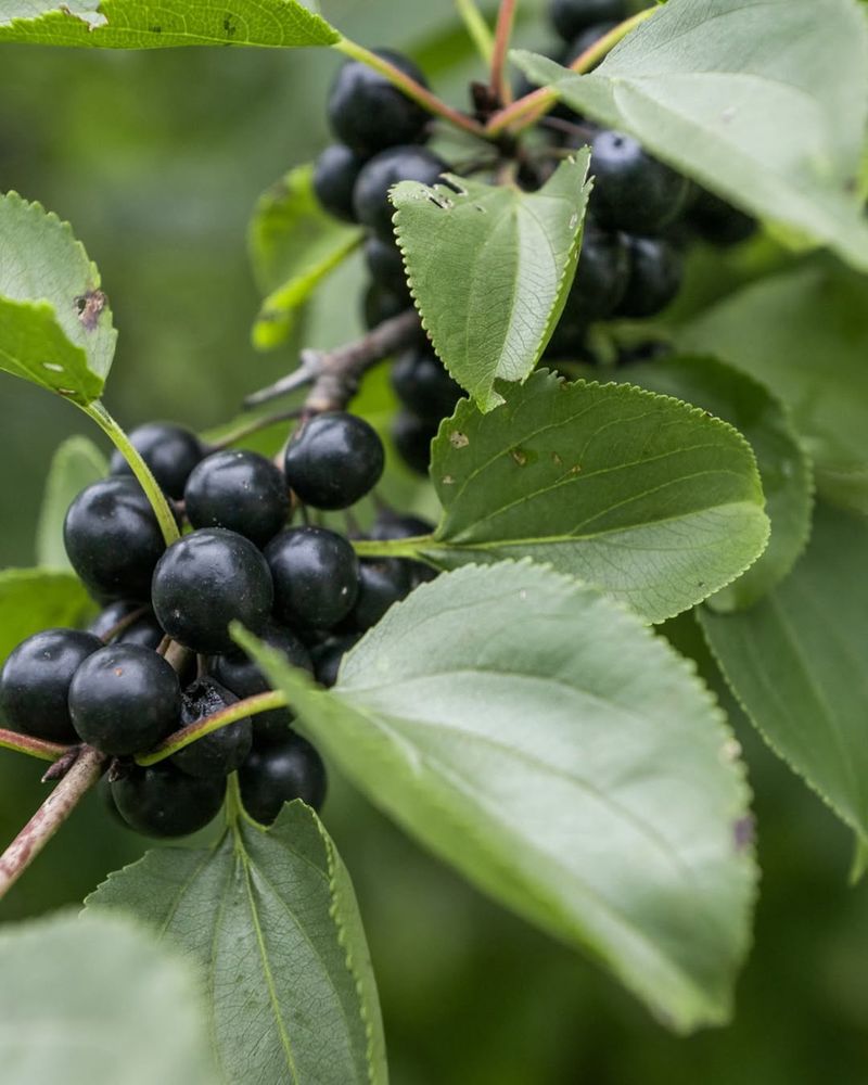 Common Buckthorn (Rhamnus cathartica)