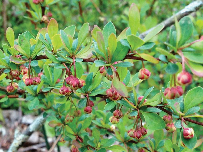 Common Barberry Can Make Things Worse