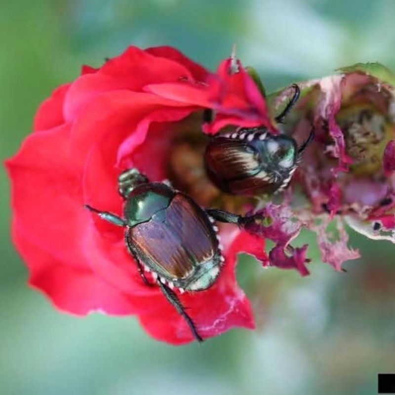 Adult Beetles Feed On Leaves And Flowers