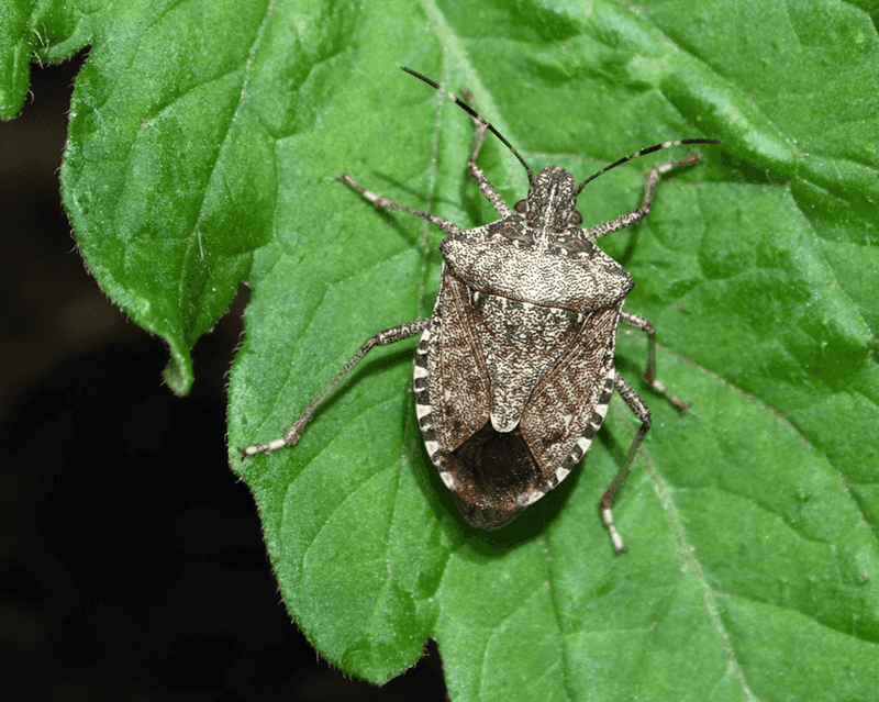Squash Bugs