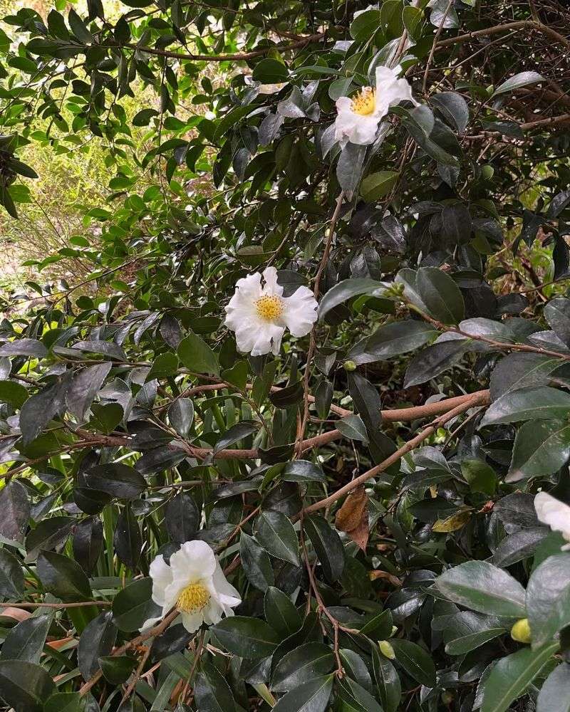 Sasanqua Camellia (Camellia sasanqua)