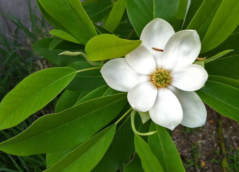 Sweetbay Magnolia