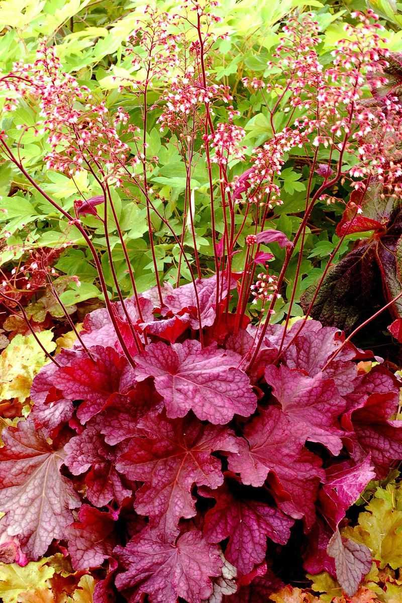 Heuchera (Coral Bells)