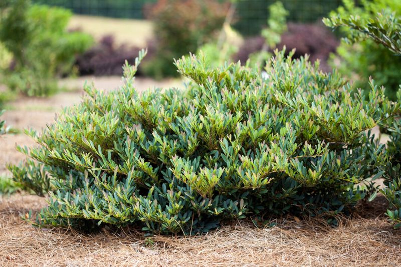 Distylium Brings Strong Structure And Resilience