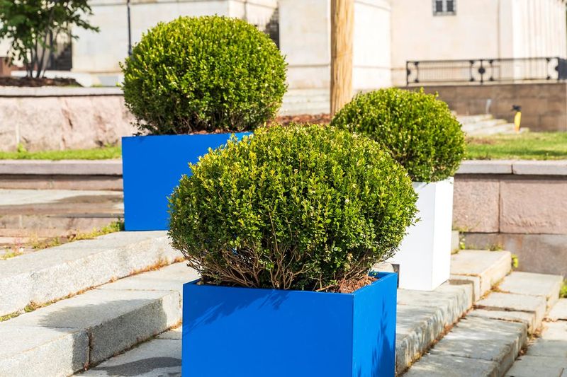 Boxwood Green Velvet Fits Neatly Into Smaller Planting Areas