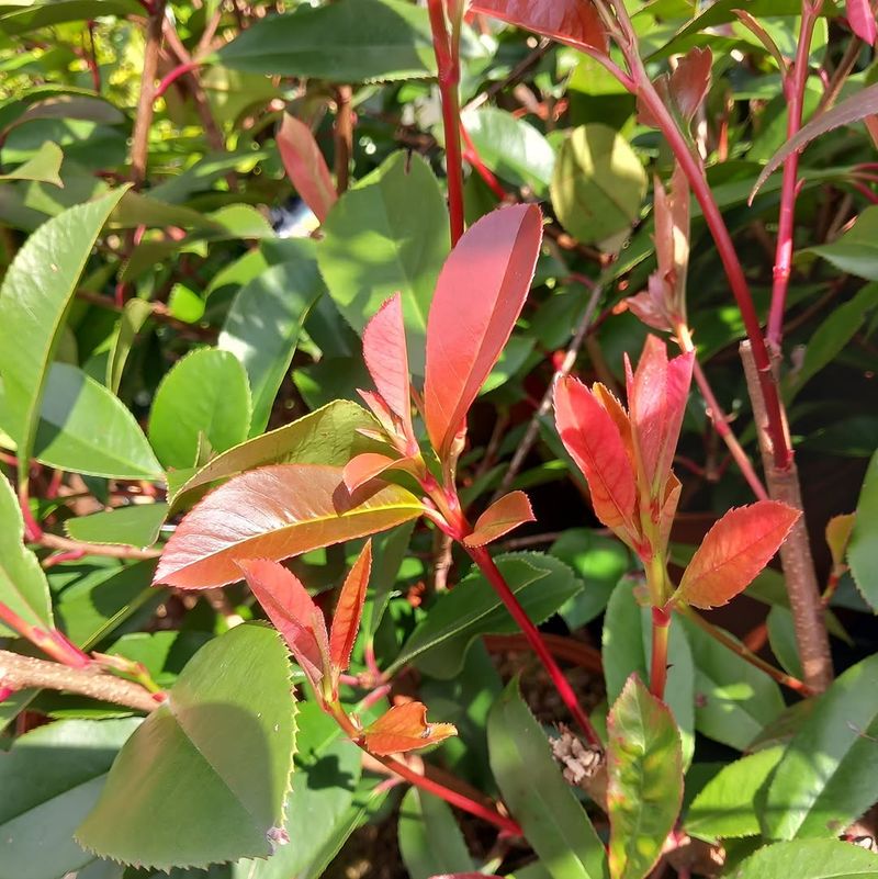 Red Tip Photinia (Photinia X Fraseri)