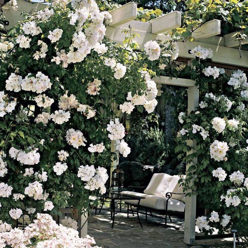 White Climbing Rose (Rosa Cultivars)