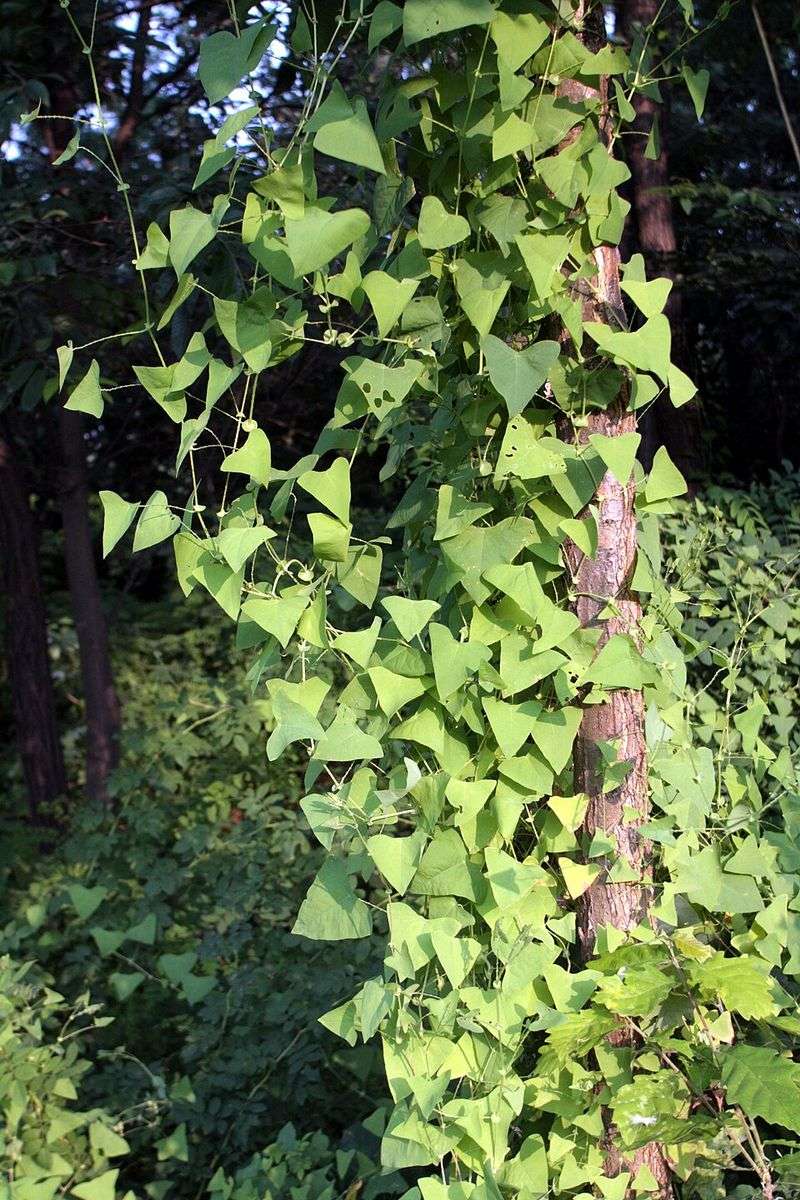 Mile-A-Minute Vine (Persicaria Perfoliata)