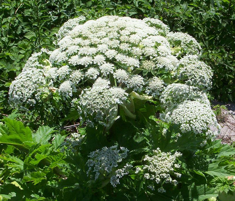Giant Hogweed (Heracleum mantegazzianum)