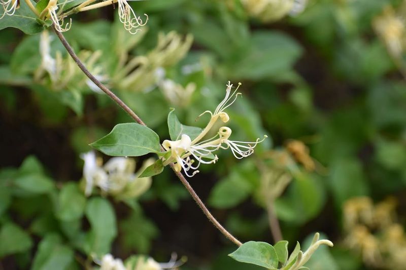 Invasive Honeysuckles Can Take Over In A Hurry
