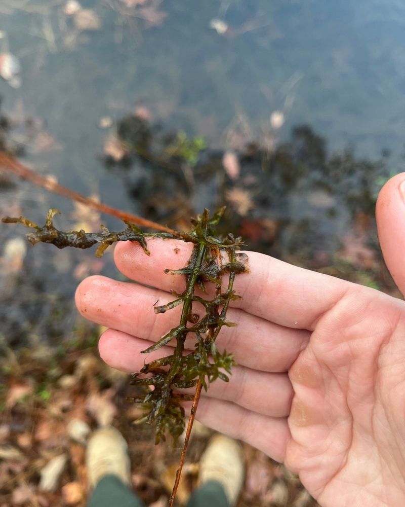 Hydrilla Classified As A Prohibited Aquatic Plant