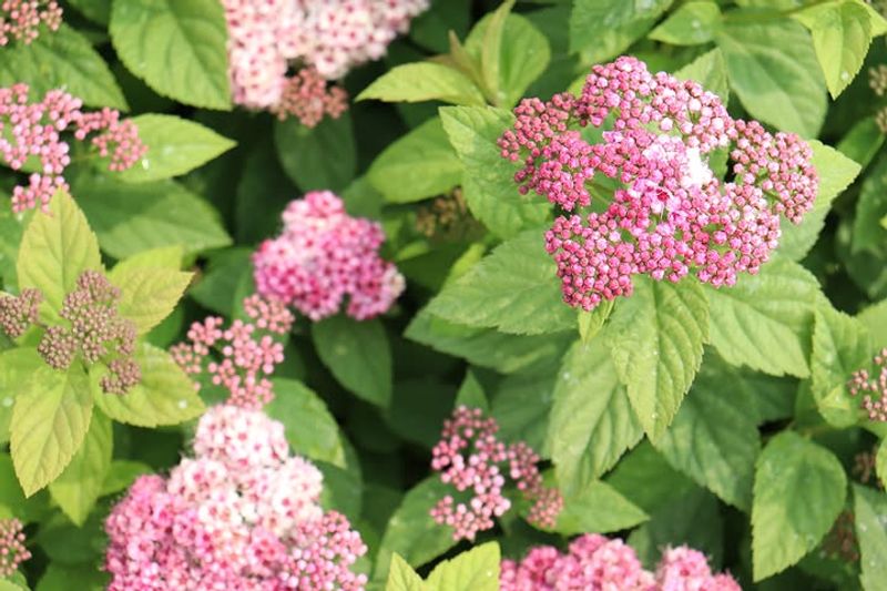Japanese Spirea Quietly Spreading Into Natural Areas