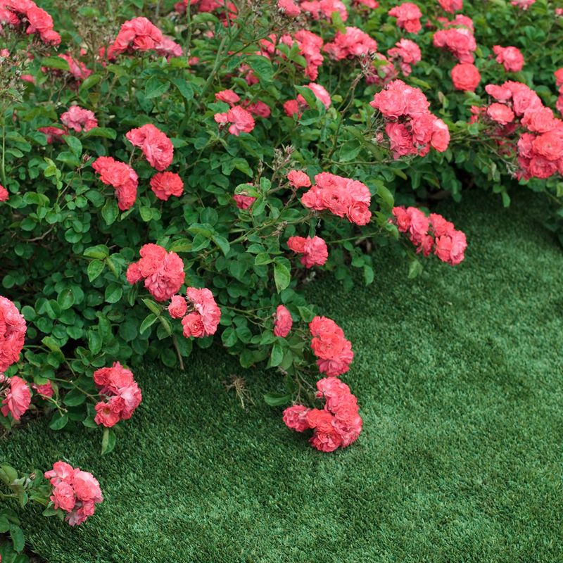 Drift Roses Provide Low-Growing Color That Lasts