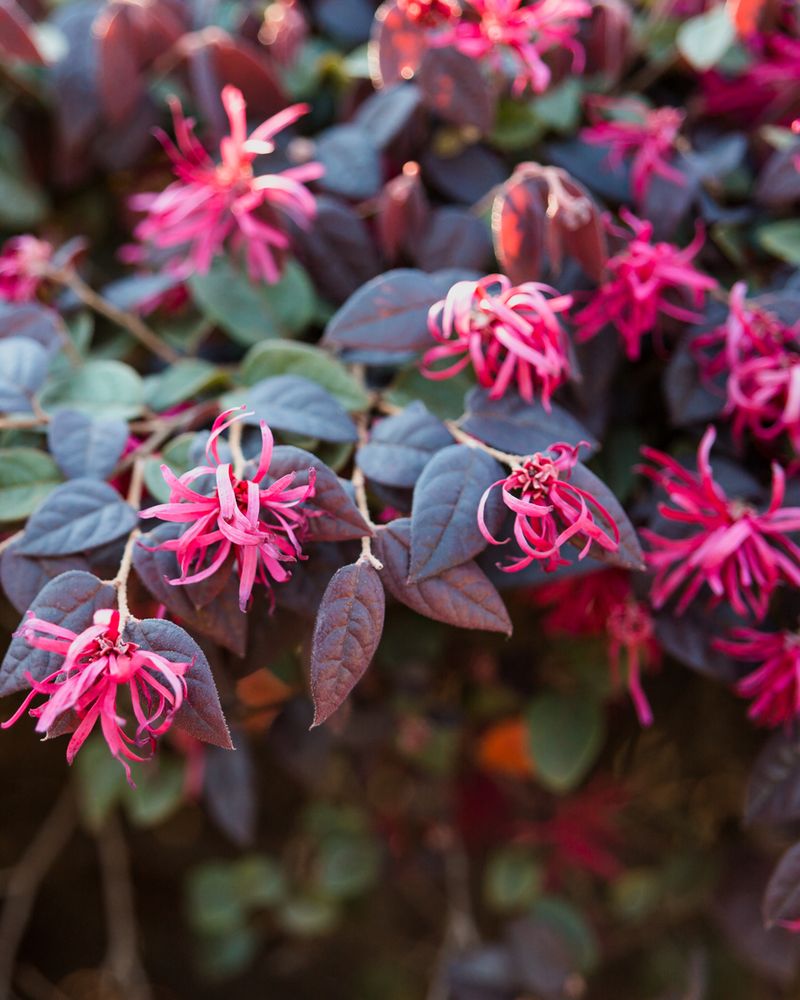 Loropetalum (Loropetalum Chinense)