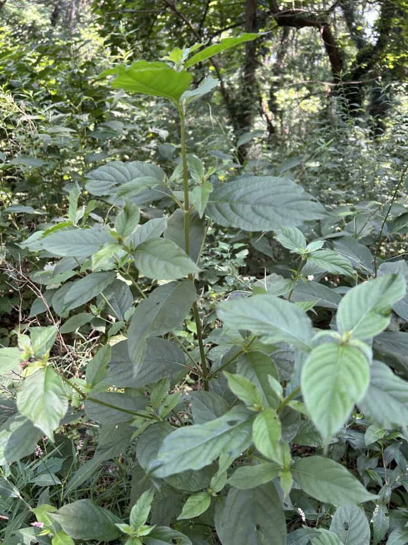 Chaff Flower (Achyranthes japonica)