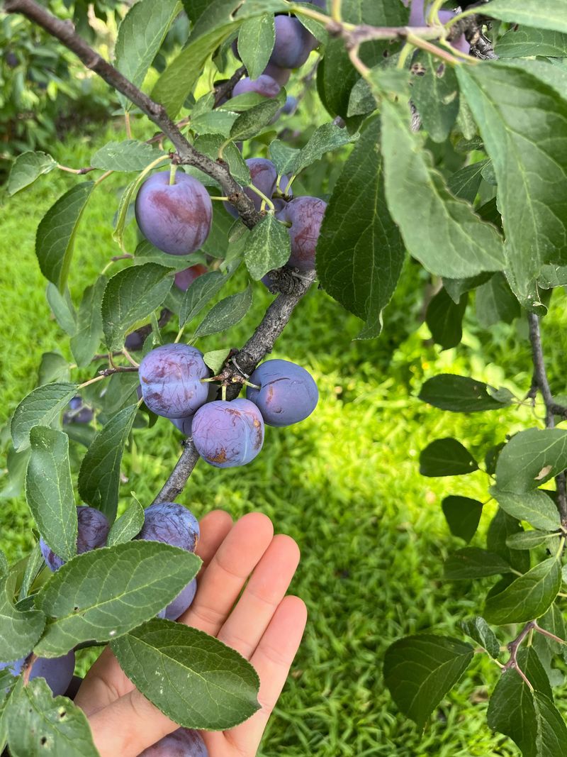 Fruit Trees