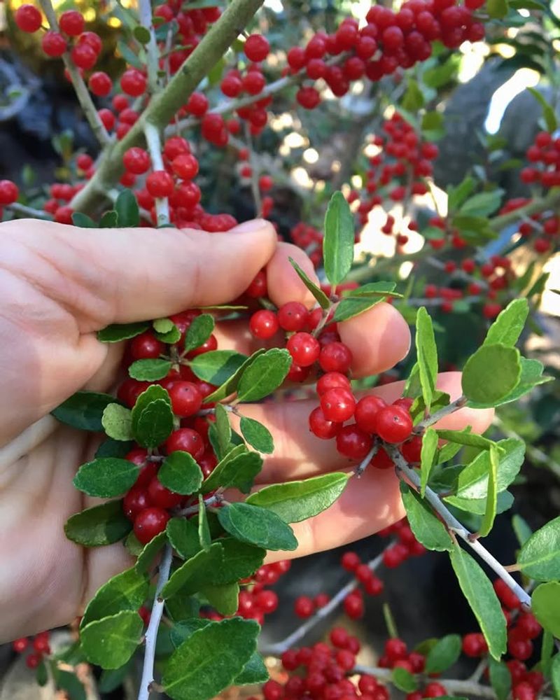 Yaupon Holly Packing In Dense, Year-Round Coverage