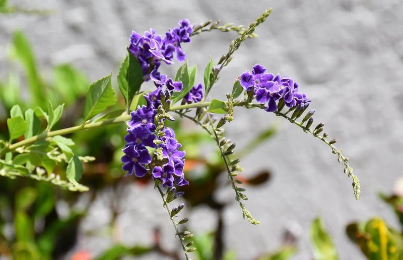 Duranta Creates Thick Screens With Colorful Blooms