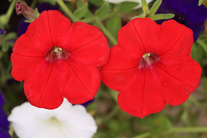 Petunia With Deep, Moth-Friendly Blooms