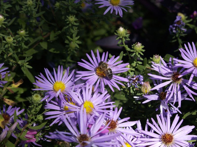 Texas Aster 