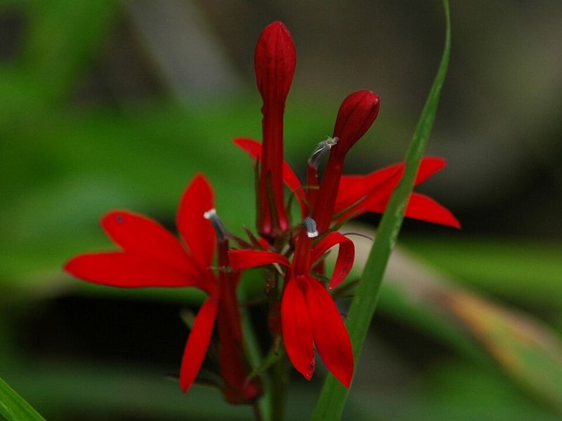 Cardinal Flower Adds Striking Red Blooms