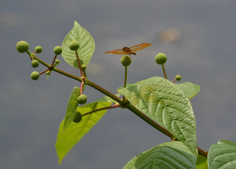 Buttonbush Turns Damp Corners Into Wildlife Magnets