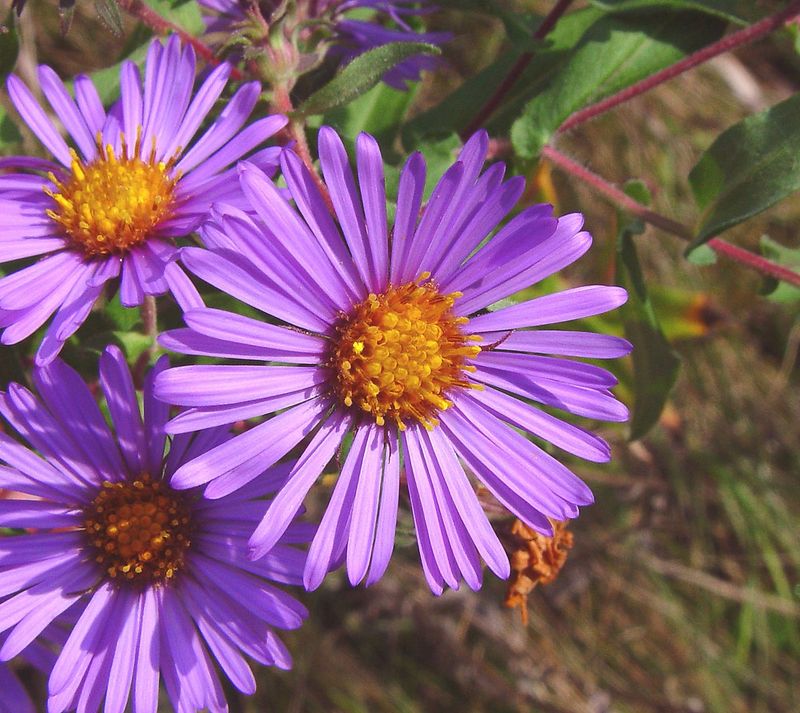 New England Aster (Symphyotrichum Novae-Angliae)