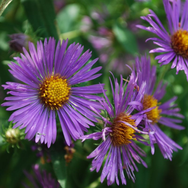 New England Aster For Late Season Habitat And Food