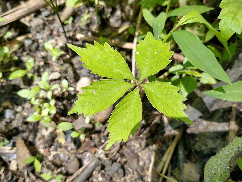 Virginia Creeper Builds Natural Ground Cover