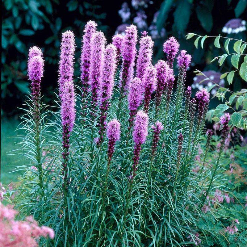 Blazing Star Sending Up Bold, Vertical Flower Spikes
