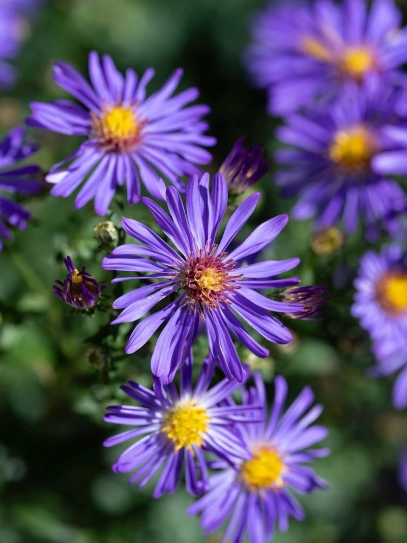 Asters (New England Aster)