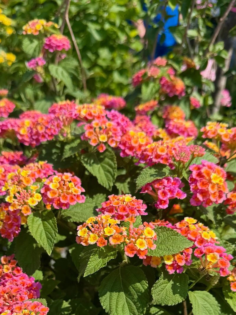 Lantana 