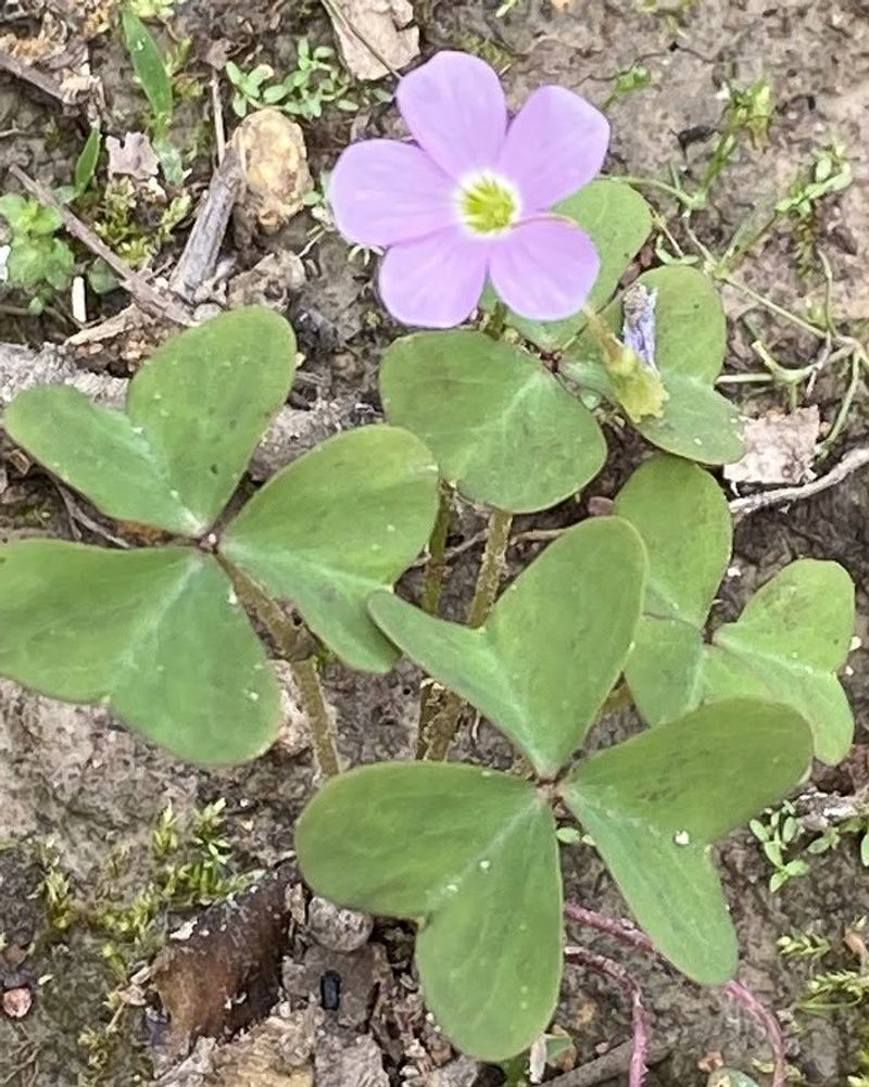 Wood Sorrel