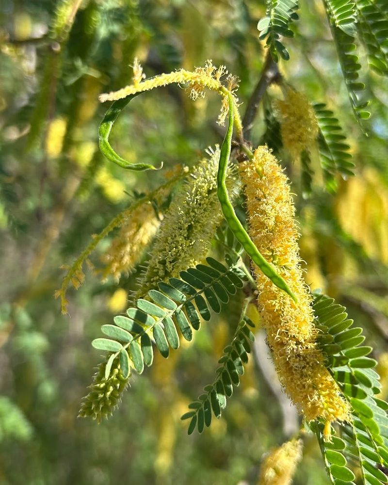 Mesquite Develops A Strong Structure Against Wind