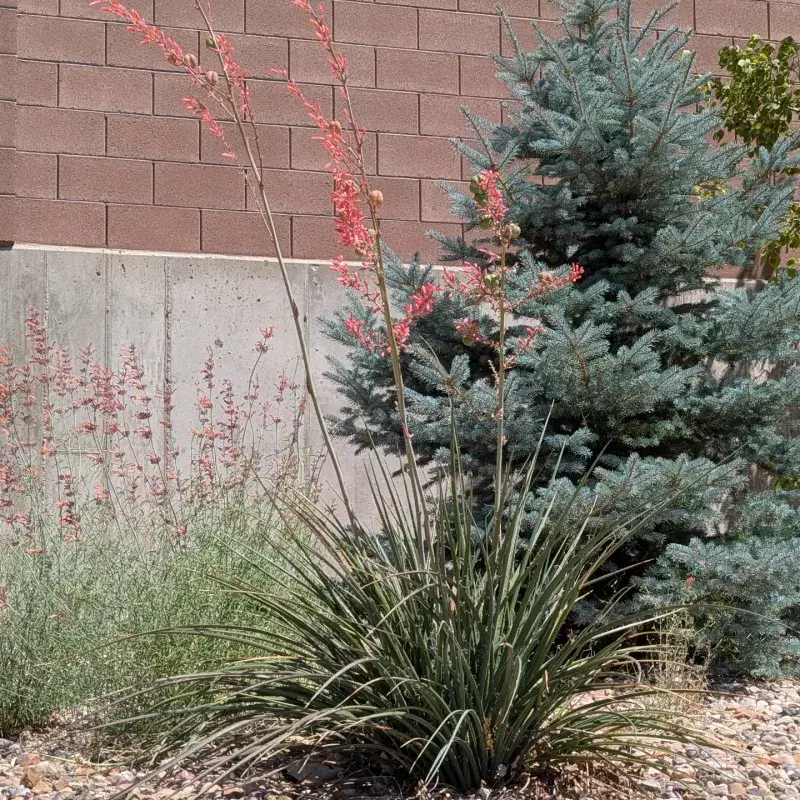 Red Yucca Blooms While Using Minimal Water