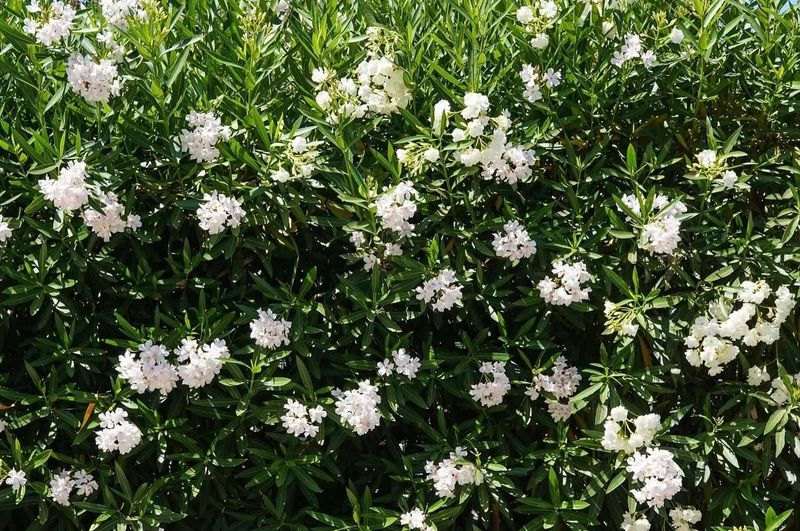 Dwarf Oleander Keeps Full Green Foliage All Year Long