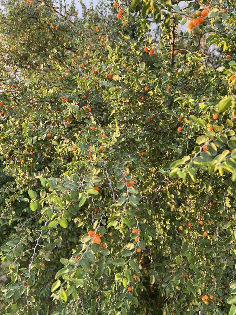 Desert Hackberry Forms Tough Natural Screening