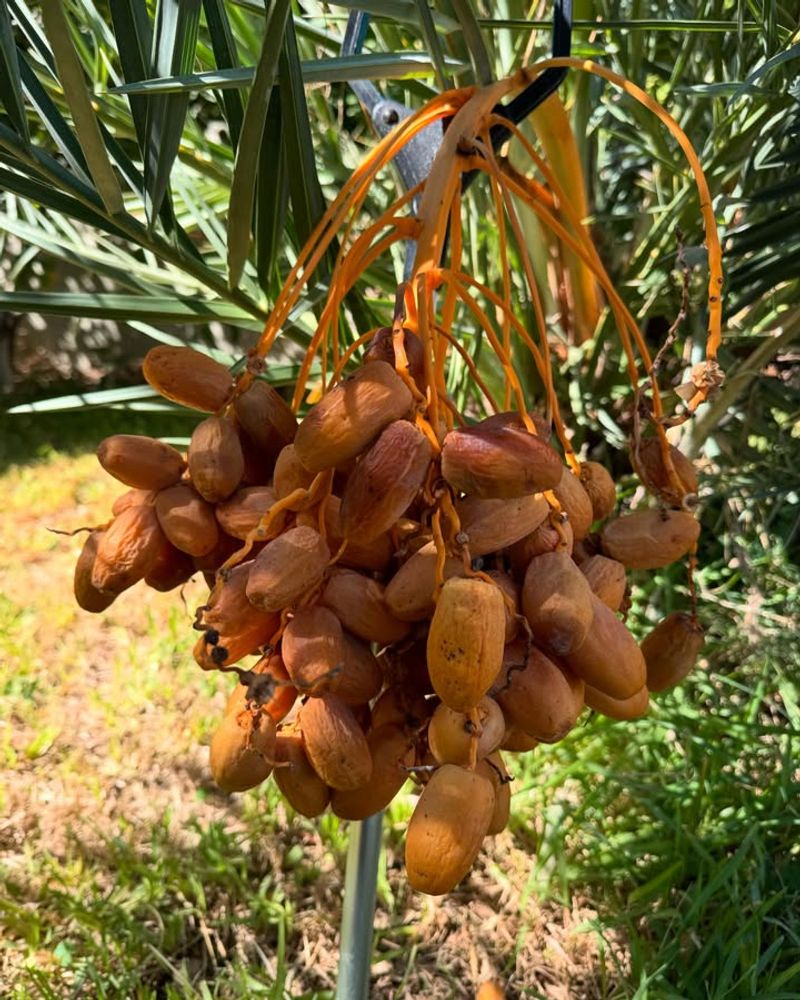 Date Palms Produce Well In Hot Climates